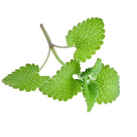 Catnip Oil Benefits And Its Uses - Veggies Info | Veggies Info