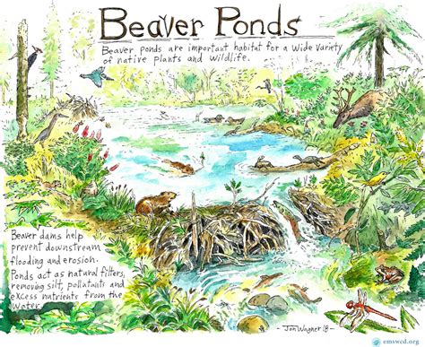 Beavers and Native Wildlife – Beaver Works Oregon