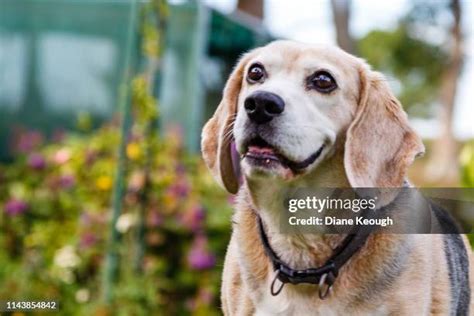 Old Beagle Photos and Premium High Res Pictures - Getty Images