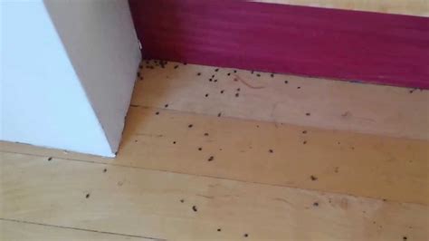 Do Varied Carpet Beetles Bite Humans | Review Home Decor