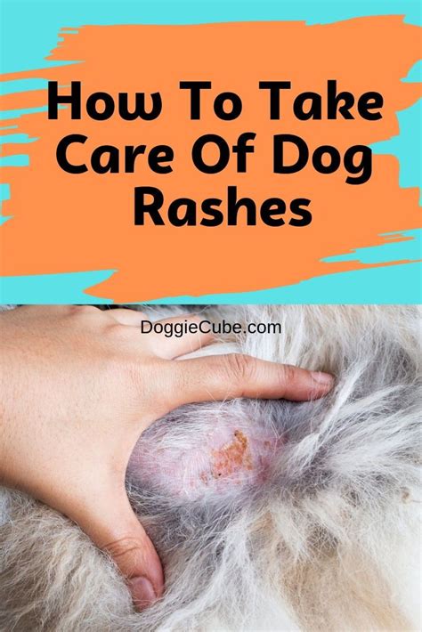 How to Take Care of Dog Rashes