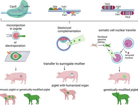 Approaches used to generate genetically modified pigs. The ZFN, TALEN,... | Download Scientific ...