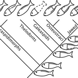 Lateral line evolution on the trunk. Phylogeny based on Donoghue and... | Download Scientific ...