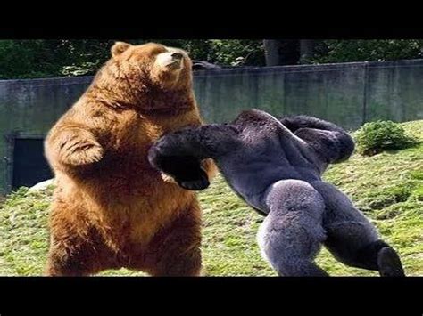 Gorilla Vs Bear Who Would Win