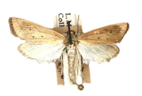 Chilo suppressalis_pest (Walker, 1863) – Australian Moths Online