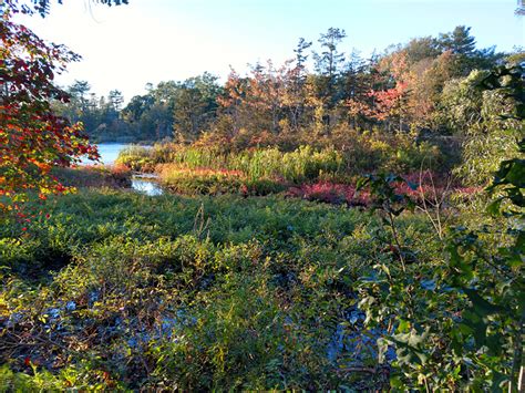 How to Remove Aquatic Weeds from Pond