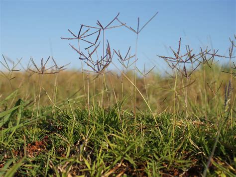 How to Lose Your Bermuda Grass - Sunset Magazine