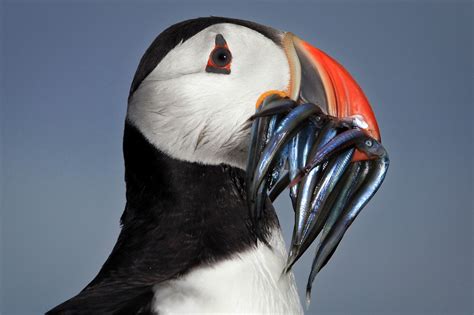 Puffin returns to it's nest with a beak full of sand eels | Bird, Pet ...