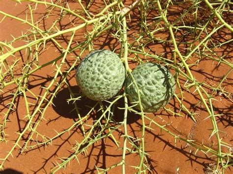 Plant of the Namib desert.The "!nara" plant, also known as butter-nut ...