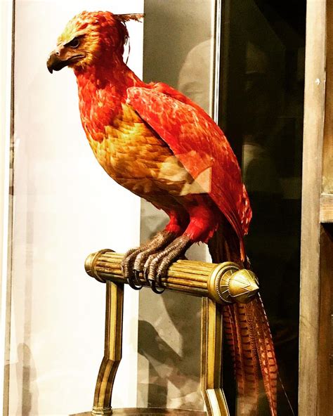 Hugh on Instagram: "#Fawkes • • #TheMakingOfHarryPotter @wbtourlondon • • #HarryPotter ...