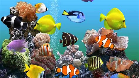 Aquarium Desktop Wallpapers - Top Free Aquarium Desktop Backgrounds - WallpaperAccess