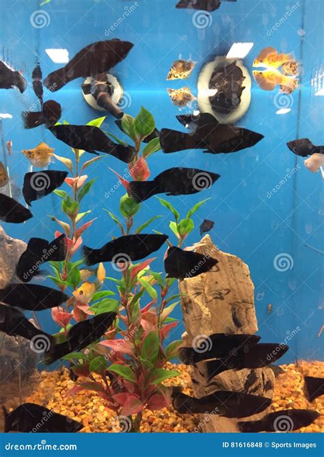 Fish Swimming in Tanks in a Pet Store Editorial Stock Photo - Image of ...