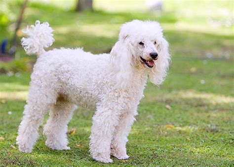 Miniature Poodle Dog Breed: Profile, Personality, Facts