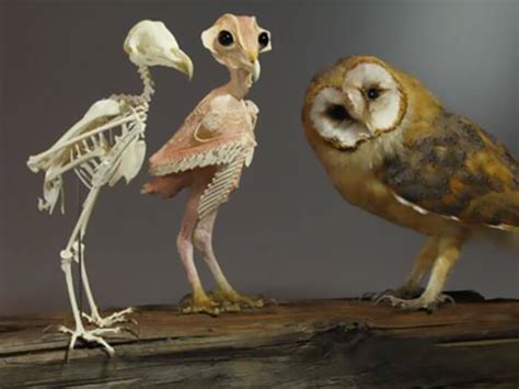 A Picture Of An Owl Without Feathers Is More Than The Internet Can Handle Apparently