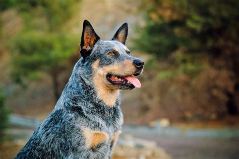 12 of the Healthiest Dog Breeds