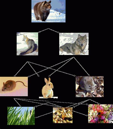 Gray Wolf Food Chain Diagram