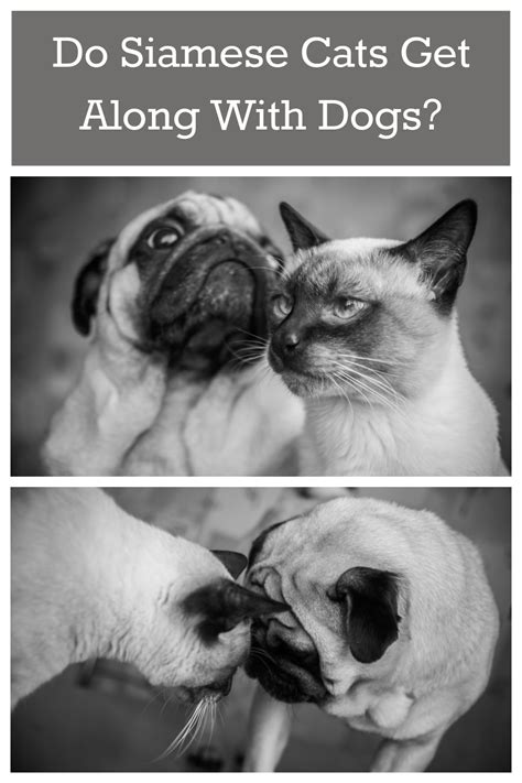 Do Siamese Cats Get Along with Dogs? Unraveling the Myth - Some Pets