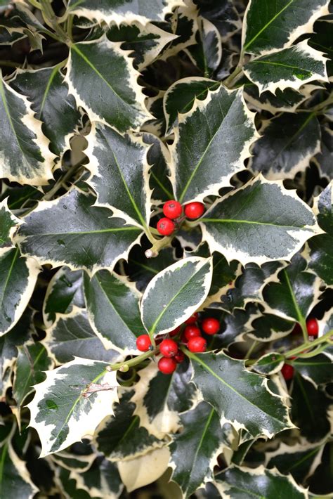 Free photo: Christmas holly variegated - Aquifolium, Shrubes, Plant - Free Download - Jooinn