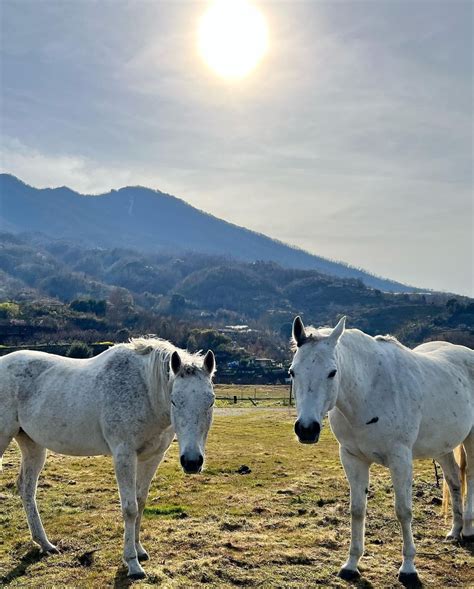 Vesuvius National Park: book tickets to visit volcano Mount Vesuvius