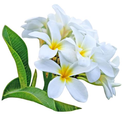 Frangipani. Branch of frangipani flower isolated on white background # ...