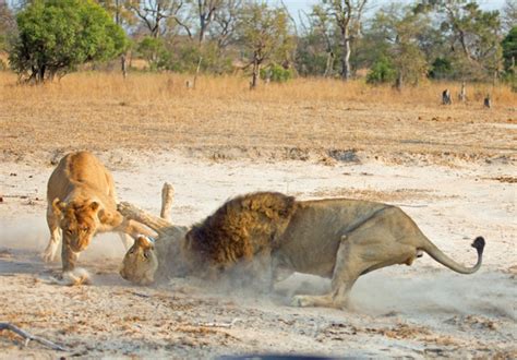 Video: Lion pride politics - Africa Geographic