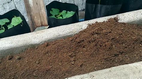 Soil Preparation for Urban Gardening - Loam Soil, Organic Potting Mix ...