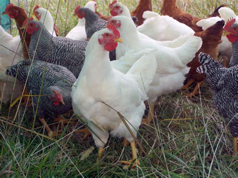 Heritage Breed Meat Chickens - Small Farmer's JournalSmall Farmer's Journal