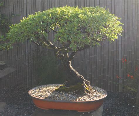 36 Year old Acacia Karoo bonsai Bonsai Plants, Bonsai Garden, Bonsai Trees, Bouquet, Miniature ...