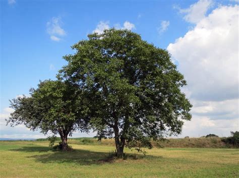 Tree of the month: English Walnut - Westbury Windows and Joinery