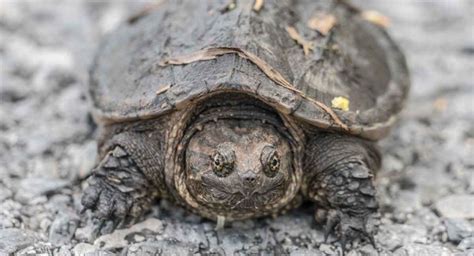 Baby Snapping Turtle - Wild Creature Or Perfect Pet