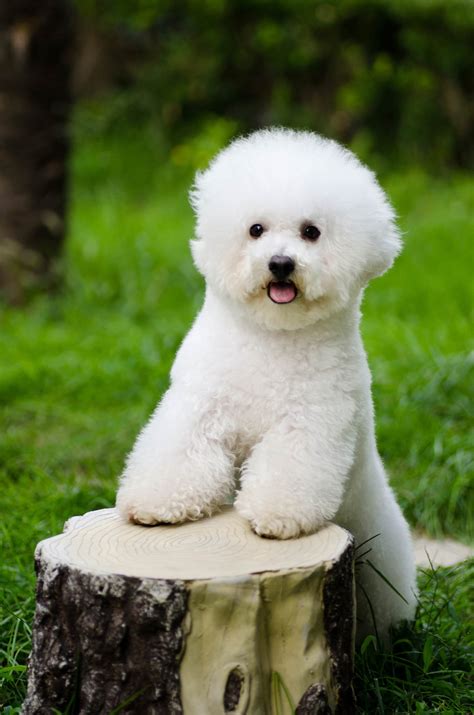 14 Reasons Why Bichon Frises Make Great Pets - Page 3 of 5 - PetTime