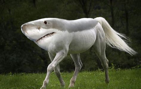 shark-horse | For The Win