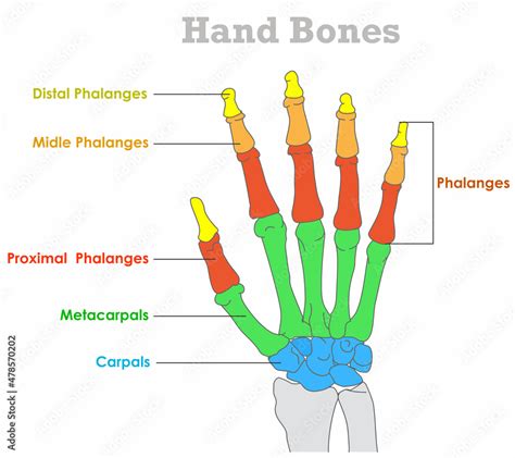 Metacarpals Bones