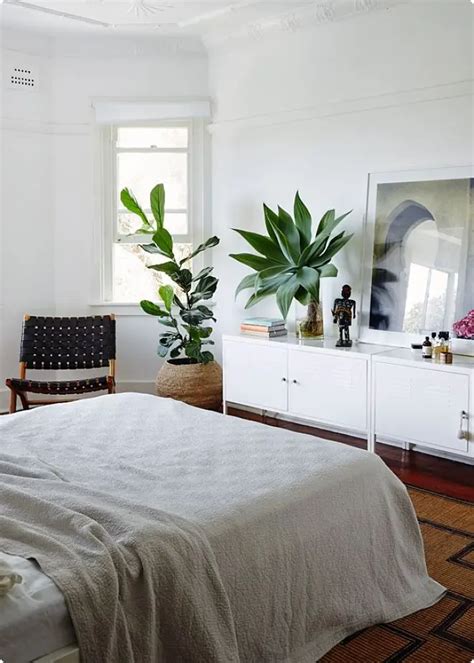 5 Best Feng Shui Plants For Bedroom: 3 Plants To Avoid