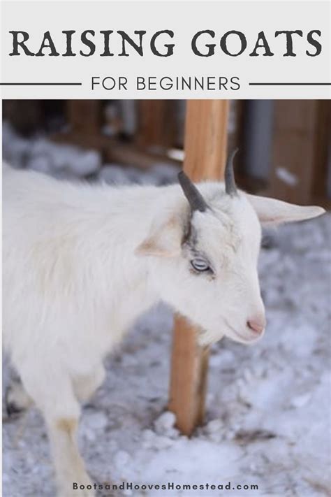 Raising goats for beginners – Artofit