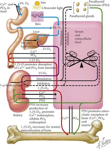 Disorders of Calcium and Bone Metabolism | Obgyn Key