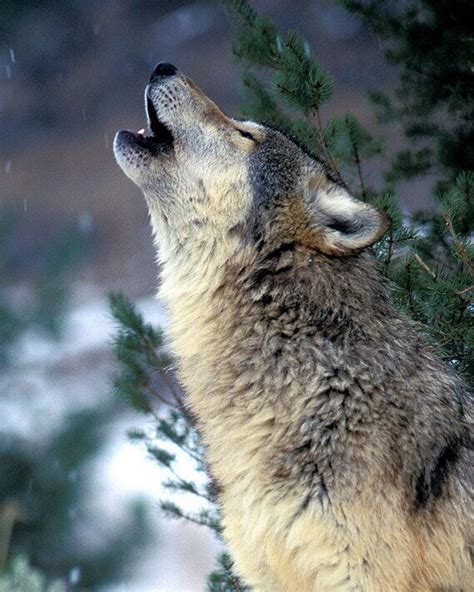 Howling wolf | Wolf howling, Wolf photography, Animals wild