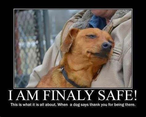 Inspirational Quotes About Dog Rescue. QuotesGram