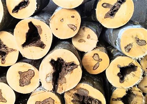 Lapnisan: Agarwood Description, Characteristics, and Uses - Sustainable Agriculture