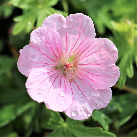 Geranium (Perennial) Wargrave Pink – Easy To Grow Bulbs