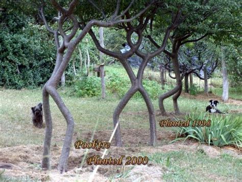 The Unusual Tree Shapes | Weird Things, Weird Pictures, Photo Blog