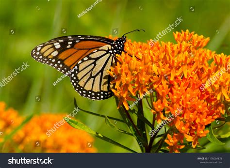 9,622 Butterfly weed Images, Stock Photos & Vectors | Shutterstock