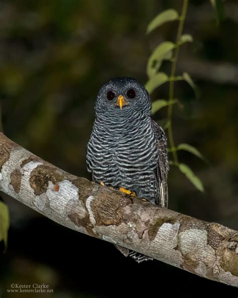 Black-banded Owl - Kester Clarke Wildlife Photography