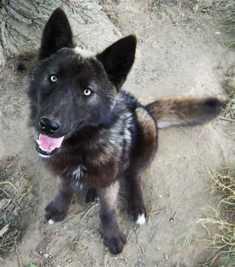 German Shepherd Wolf Hybrid For Sale | PETSIDI