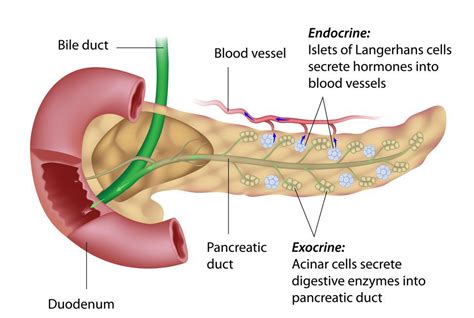 Pancreatic Exocrine Insufficiency (PEI) & Pancreatic Enzyme Replacement ...