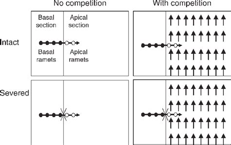 Schematic representation of the experimental design. The clonal... | Download Scientific Diagram