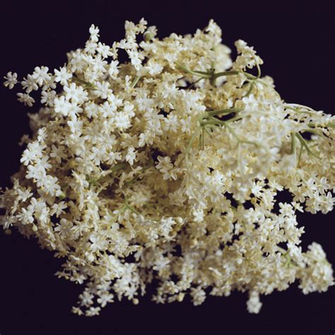 Elderflower Vinegar – “How To Make” Recipe From The Jam Jar Shop