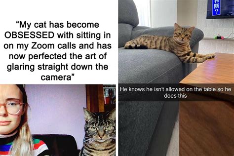 “Meow Incorporated”: 50 Perfectly Accurate Memes That Capture What It’s Like Living With Cats ...