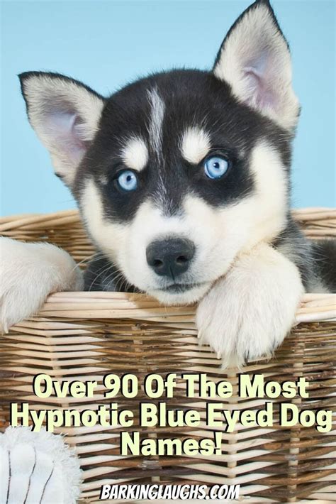 Over 100 Of The Most Hypnotic Blue Eyed Dog Names | Blue eyed dog, Blue eyed dog names, Dog names