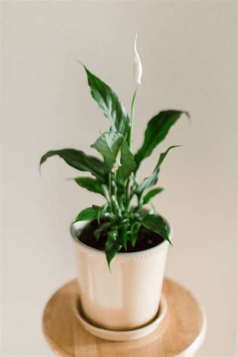 Peace Lily Yellow Leaves - 10 Reasons [+Best Remedies!]